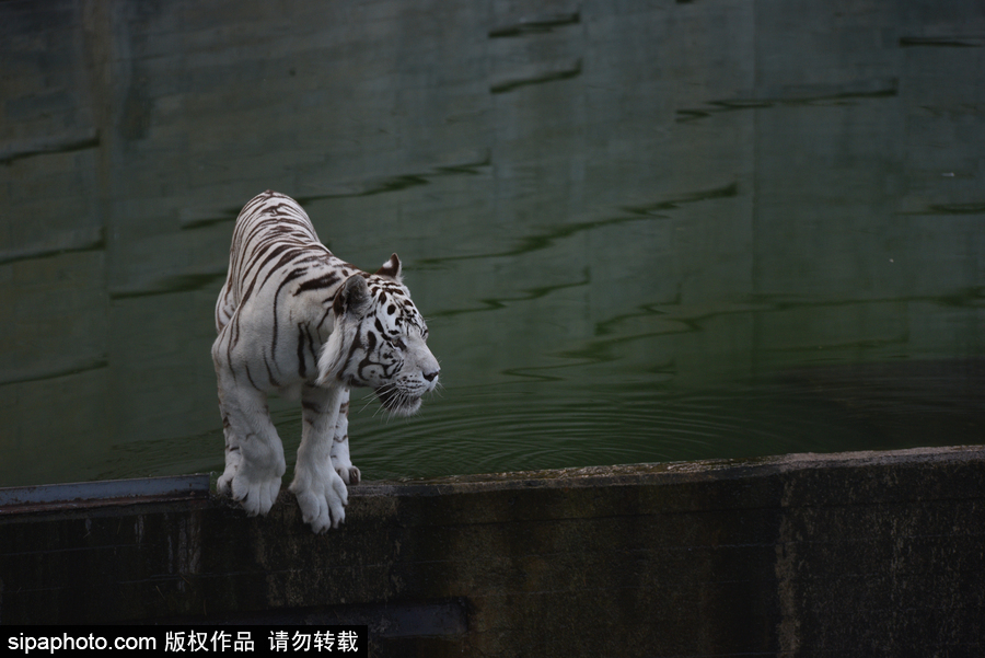 天氣熱得老虎也坐不住了！西班牙馬德里動物園猛虎水中避暑