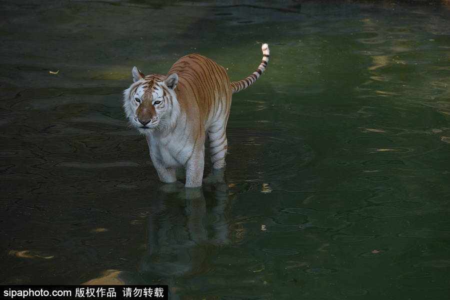 天氣熱得老虎也坐不住了！西班牙馬德里動(dòng)物園猛虎水中避暑