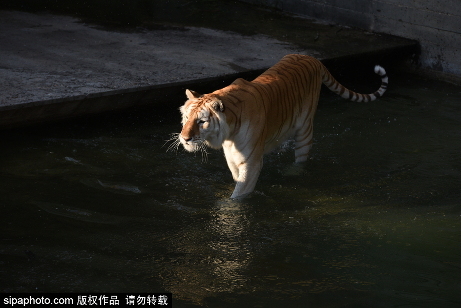 天氣熱得老虎也坐不住了！西班牙馬德里動物園猛虎水中避暑