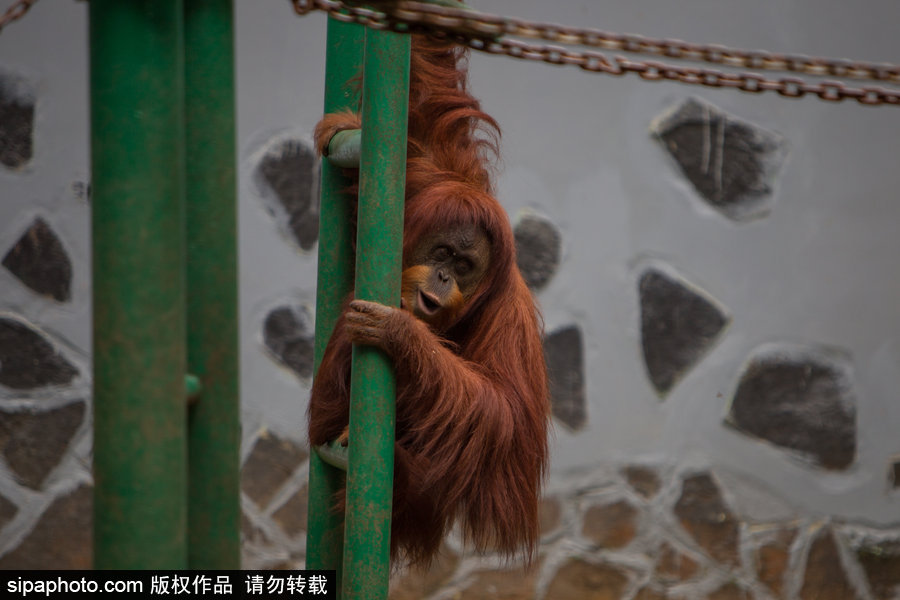 呆萌滑稽 印尼雅加達紅毛猩猩傻傻惹人愛！