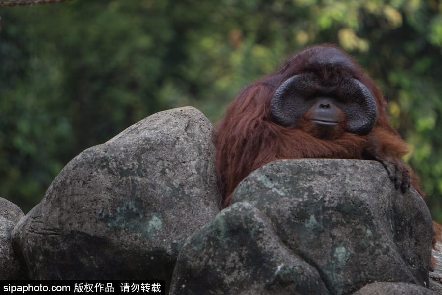 呆萌滑稽 印尼雅加達紅毛猩猩傻傻惹人愛！