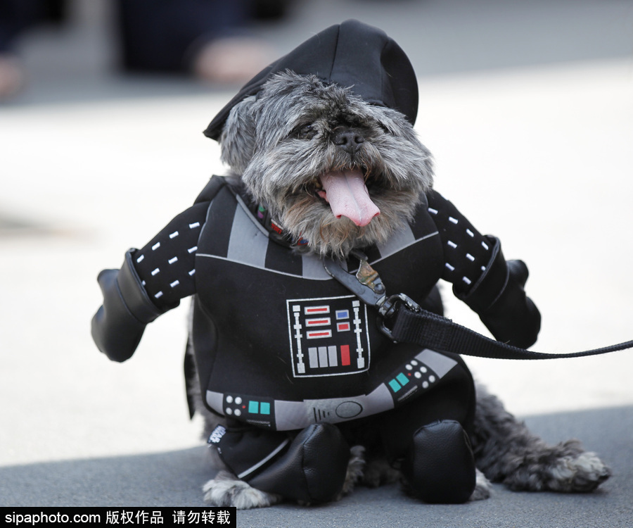 美國圣地亞哥動(dòng)漫展期間 狗狗身著各色服飾秒變時(shí)尚icon
