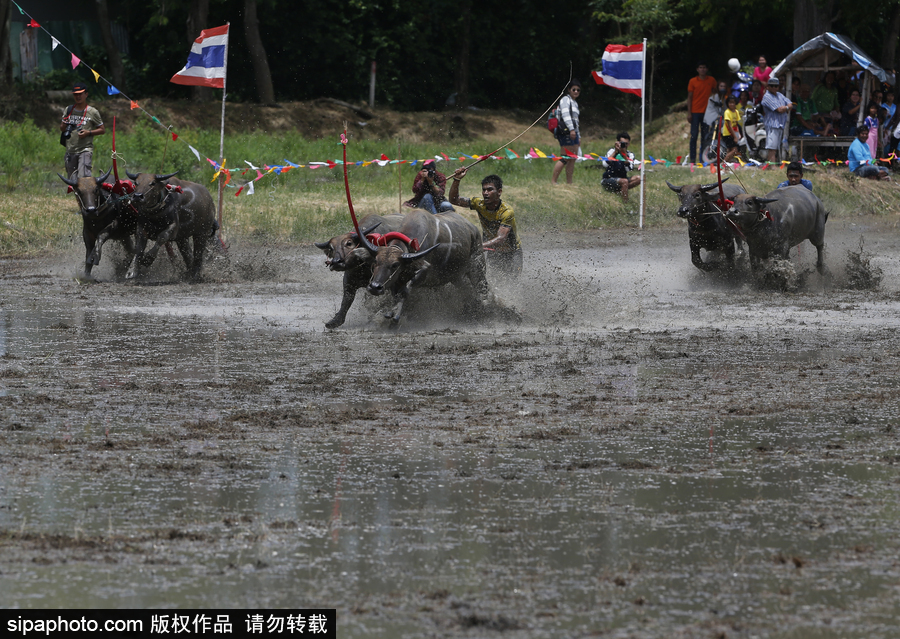 水牛狂奔激起水花！泰國曼谷水牛比賽場面壯觀有趣