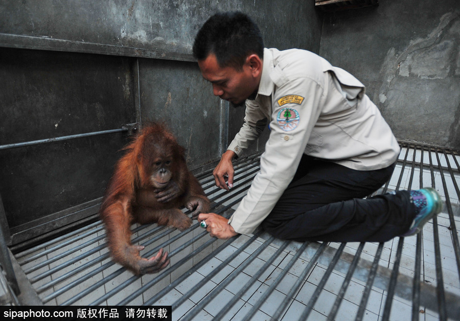 嚇死寶寶了！印尼一猩猩幼崽被解救緊抱人不撒手