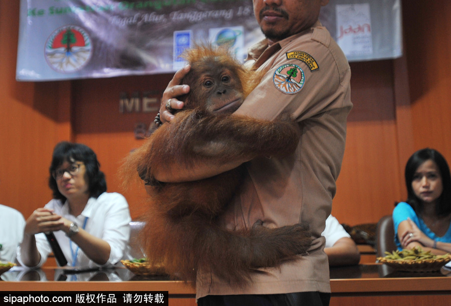 嚇死寶寶了！印尼一猩猩幼崽被解救緊抱人不撒手
