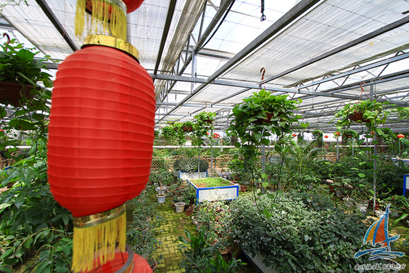 【風(fēng)從海上來(lái)·改革進(jìn)行時(shí)】從土村到莊園 濟(jì)南吳家村以藥香助貧困戶抱團(tuán)小康