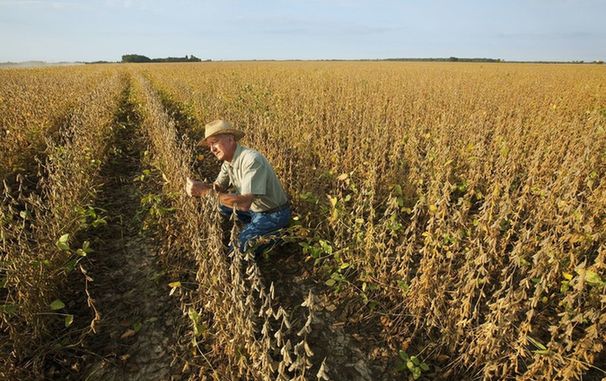 貿易戰讓愛荷華州大豆成為受害者,到底怪誰?!這州網友齊吐槽