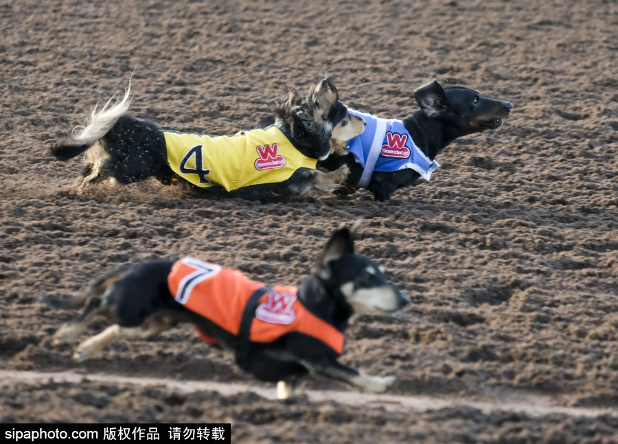 另類速度與激情！第23屆美國(guó)年度賽狗大會(huì)開(kāi)幕