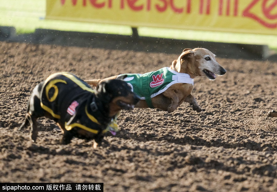 另類速度與激情！第23屆美國年度賽狗大會開幕