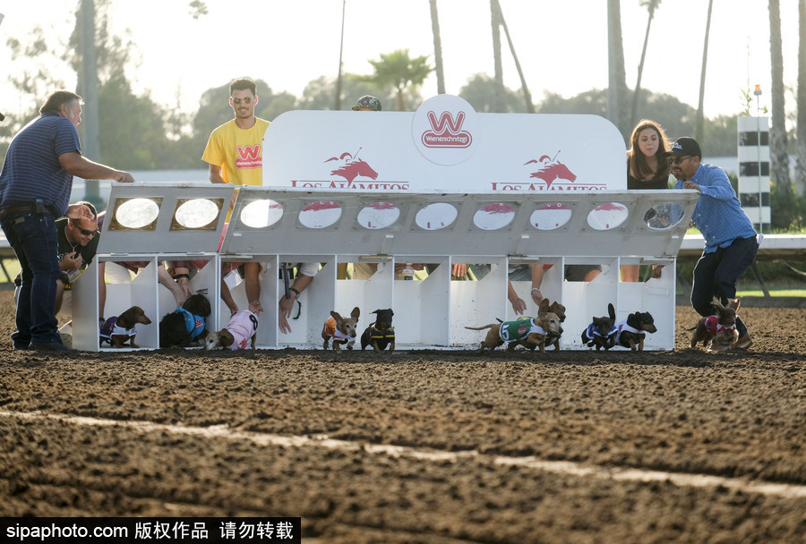 另類速度與激情！第23屆美國(guó)年度賽狗大會(huì)開幕