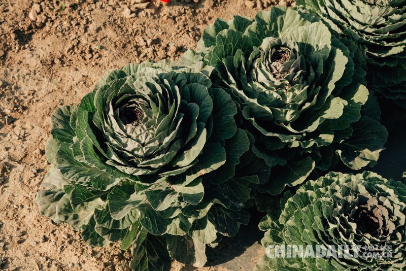 昔日苦甲地 今日“中國(西部)冷涼蔬菜之鄉”