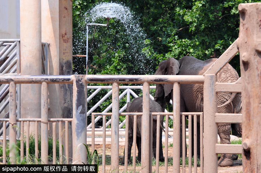 北京動物園開啟防暑模式 小動物們應(yīng)對高溫有“奇招”