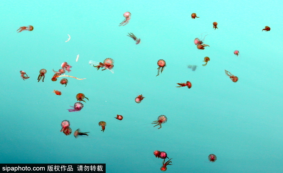 美麗的“藍色災害”！西班牙馬拉加海灘出現新水母