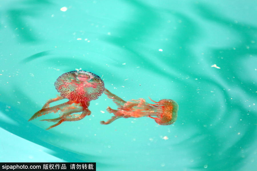 美麗的“藍色災害”！西班牙馬拉加海灘出現新水母