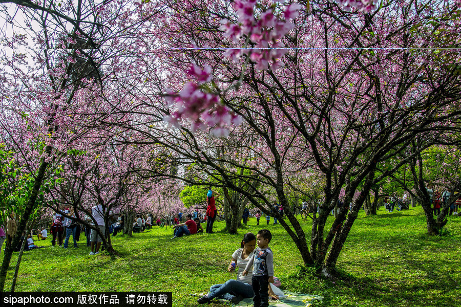 南半球的櫻花季終于到啦！巴西圣保羅櫻花盛開吸引大批游客觀賞