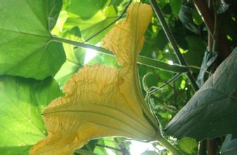 七夕，那些你不知道的節日傳統