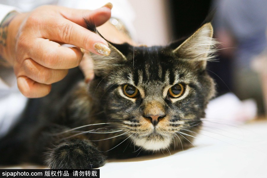 巴西圣保羅：貓咪比美大賽開始啦！各式貓咪軟萌亮相