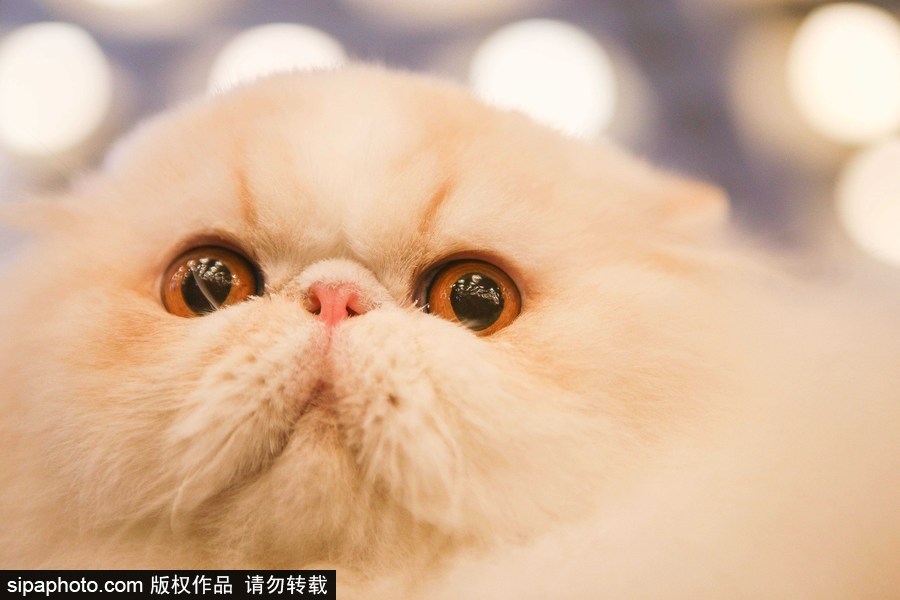 巴西圣保羅：貓咪比美大賽開(kāi)始啦！各式貓咪軟萌亮相