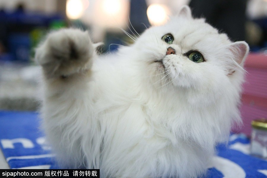 巴西圣保羅：貓咪比美大賽開始啦！各式貓咪軟萌亮相