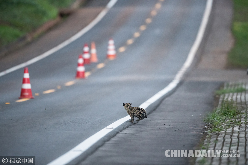 巴西：美洲豹一家過馬路被抓拍 當?shù)貎H余200頭