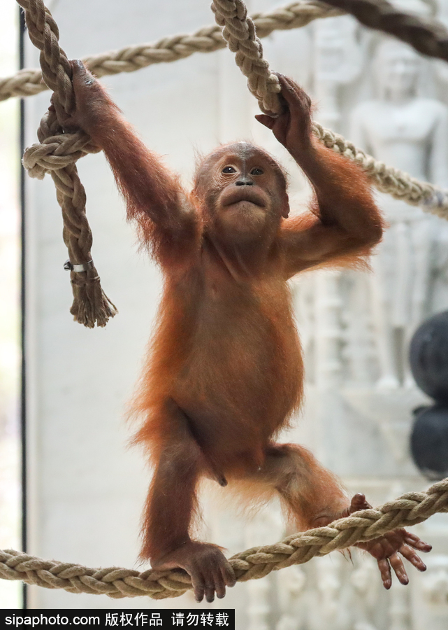 比利時布魯塞爾：爭萌逗趣狀況頻出！珍稀動物生態百相