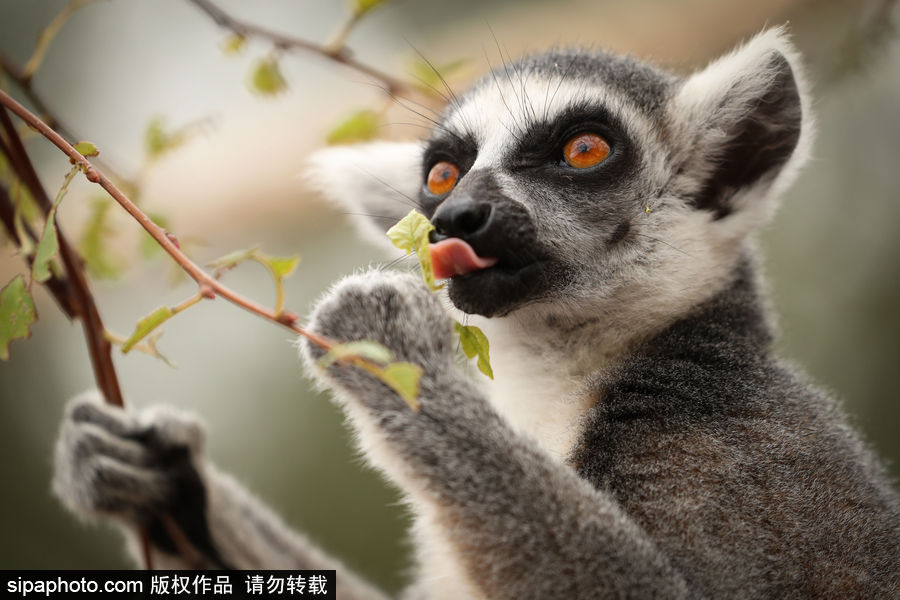 比利時布魯塞爾：爭萌逗趣狀況頻出！珍稀動物生態百相