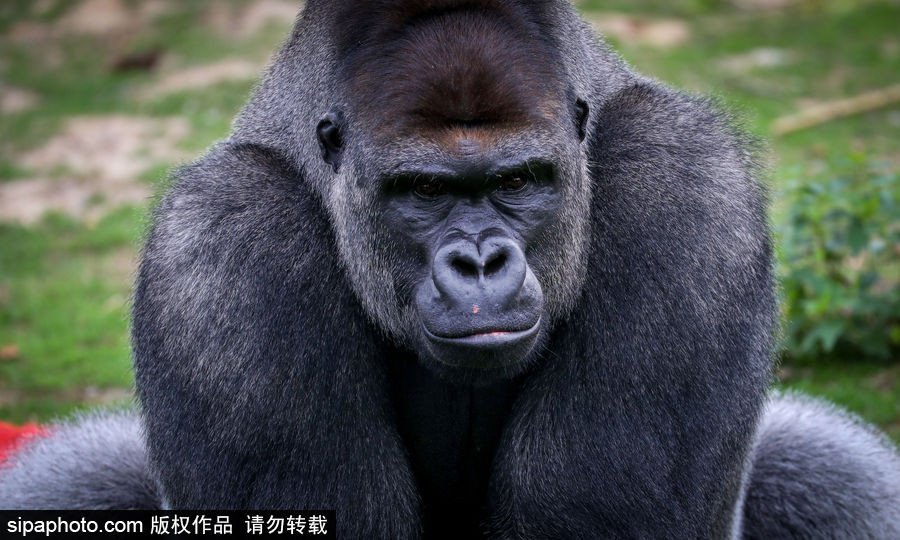 比利時(shí)布魯塞爾：爭(zhēng)萌逗趣狀況頻出！珍稀動(dòng)物生態(tài)百相