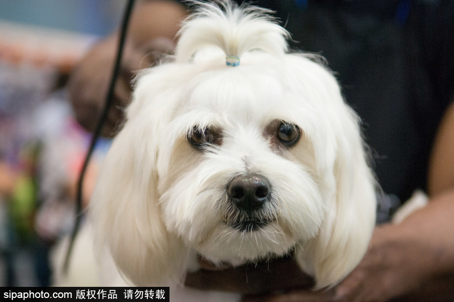 2018南美寵物展：各款萌寵及周邊產品亮相巴西圣保羅