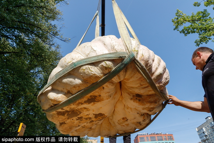 俄羅斯最大的南瓜亮相莫斯科國立大學植物園 重達645.5公斤