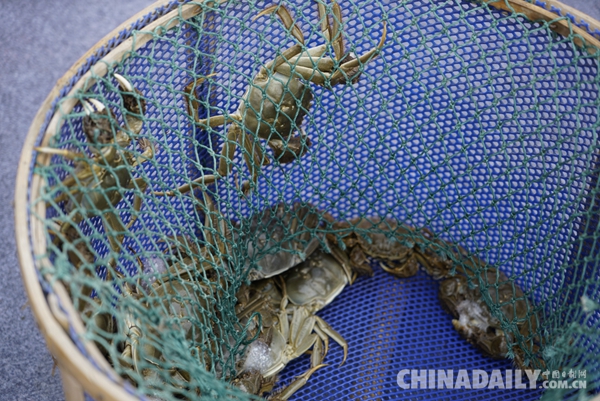 2018中國蘇州陽澄湖大閘蟹開捕節在“蟹都”巴城開幕