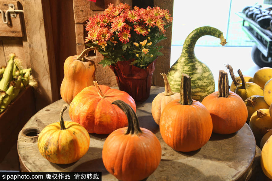 加拿大安大略省：男女老少齊出動！數百人參加南瓜節慶祝活動