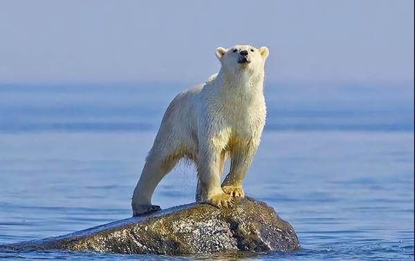 中國專家:國際共識強、公眾意識高、技術進步快使全球溫控1.5℃目標可行