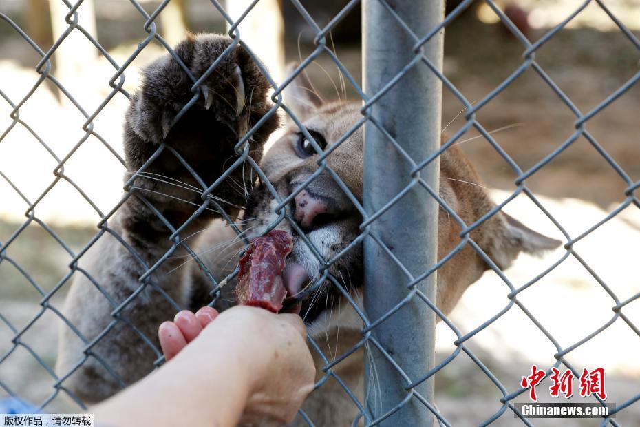 颶風“邁克爾”摧毀美國動物保護中心 “大貓”們險出逃