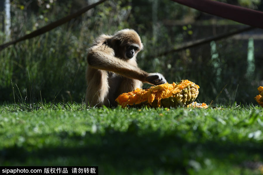西班牙：馬德里動物園為萬圣節(jié)做準備 婆羅洲猩猩寶寶享用南瓜早餐調(diào)皮可愛