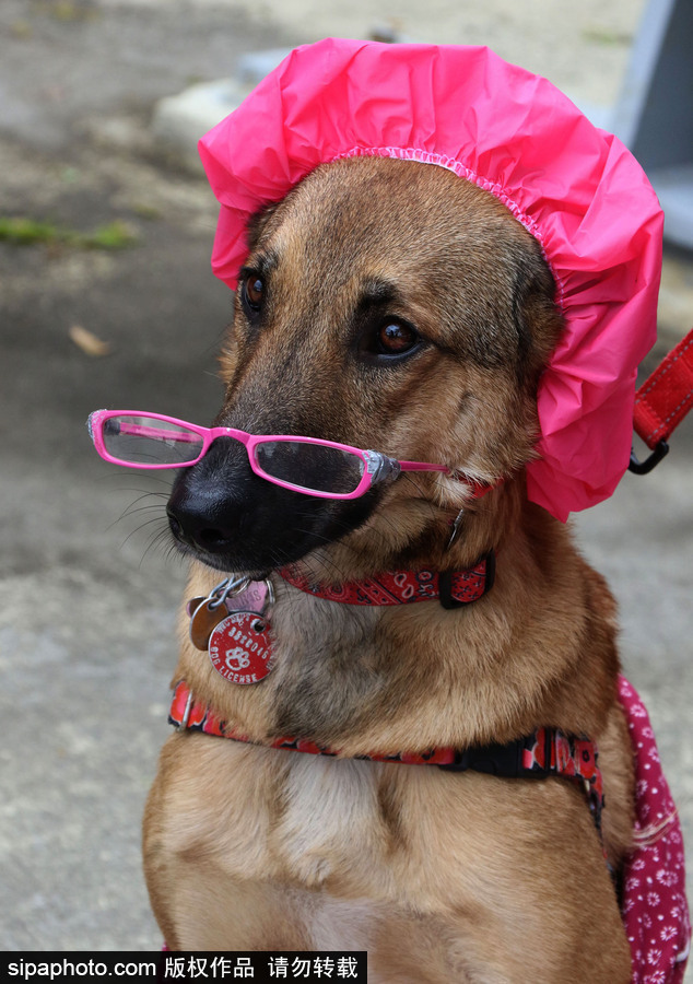 美國紐約：狗狗變身coser！第28屆湯普金斯廣場萬圣節狗狗游行萌翻全場