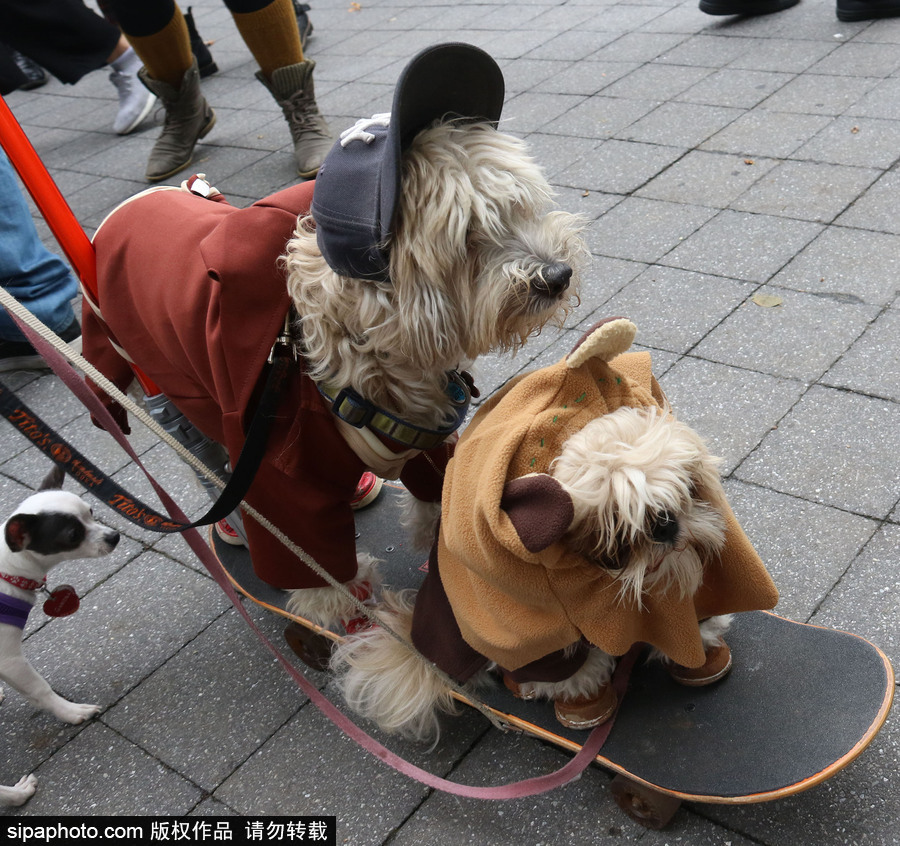 美國紐約：狗狗變身coser！第28屆湯普金斯廣場萬圣節狗狗游行萌翻全場
