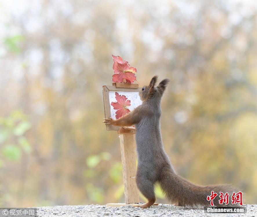 被萌到了！小松鼠變身“畫家”繪紅葉