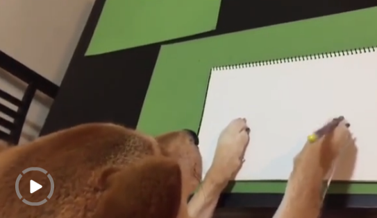 愛看電視的狗狗長什么樣？香港一柴犬被稱最像人類的狗【組圖】