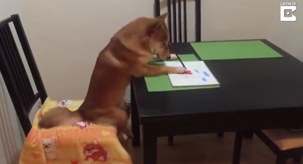 愛看電視的狗狗長什么樣？香港一柴犬被稱最像人類的狗【組圖】