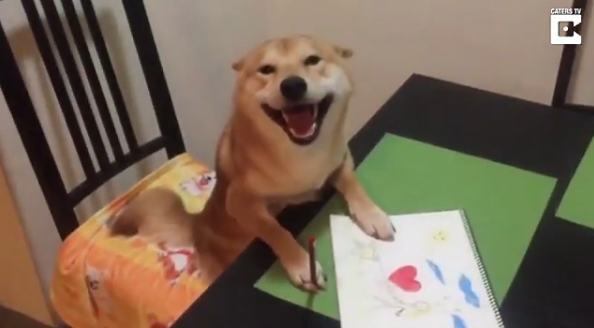 柴犬因愛(ài)看電視有“繪畫技能”走紅網(wǎng)絡(luò)【圖】