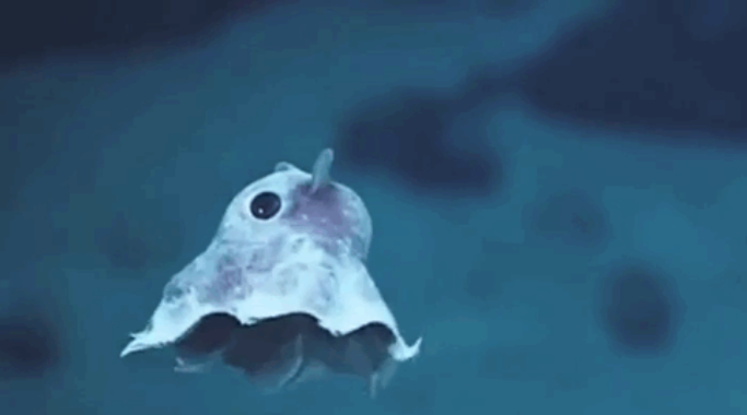 這些動物寶寶你能認(rèn)識幾個？