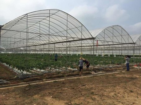 【網絡媒體走轉改】千畝蔬菜“造血” 興國扶貧走出新路子