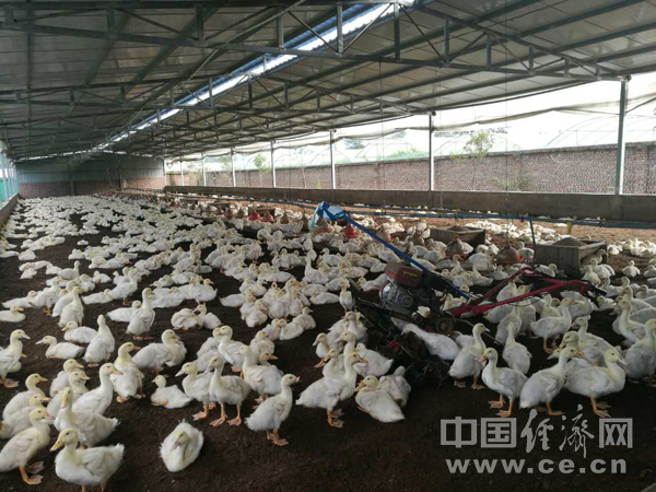 【網絡媒體“走轉改”】蘆山紅星村：精準扶貧“不破樓蘭終不還”