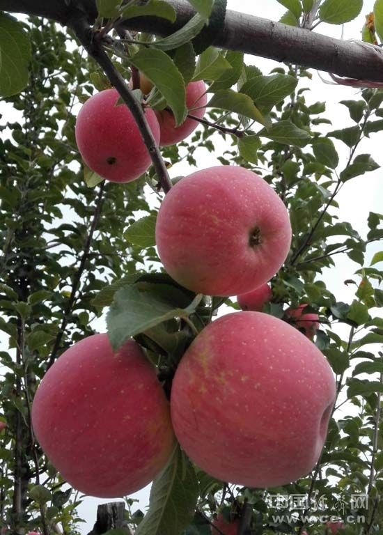 【網絡媒體走轉改】革命老區精準扶貧的