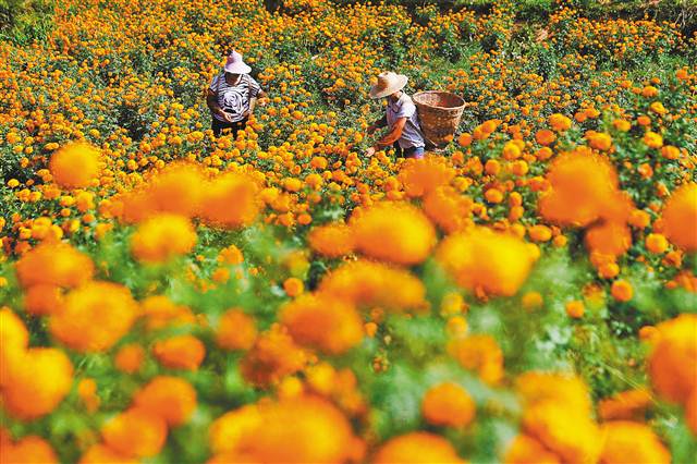 【領(lǐng)航新征程】重慶市南川石漠化治理 向“土地癌癥”說(shuō)不