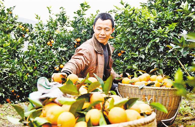 【領(lǐng)航新征程】重慶市南川石漠化治理 向“土地癌癥”說(shuō)不