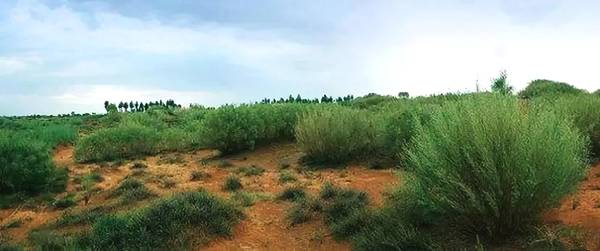 聚焦|大漠變綠洲,庫布其走出一條綠色的旅游產業鏈