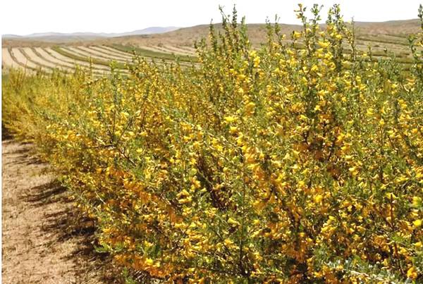 聚焦|大漠變綠洲,庫布其走出一條綠色的旅游產業鏈