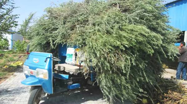 聚焦|大漠變綠洲,庫布其走出一條綠色的旅游產業鏈